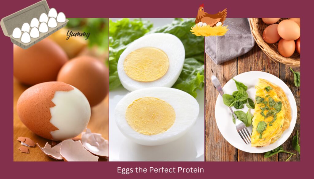 A variety of eggs showcasing the perfect protein.